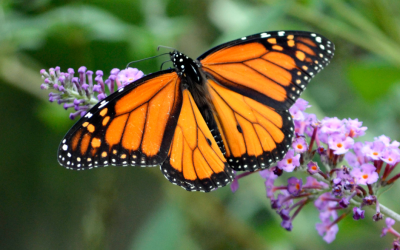 Pollination Investigation